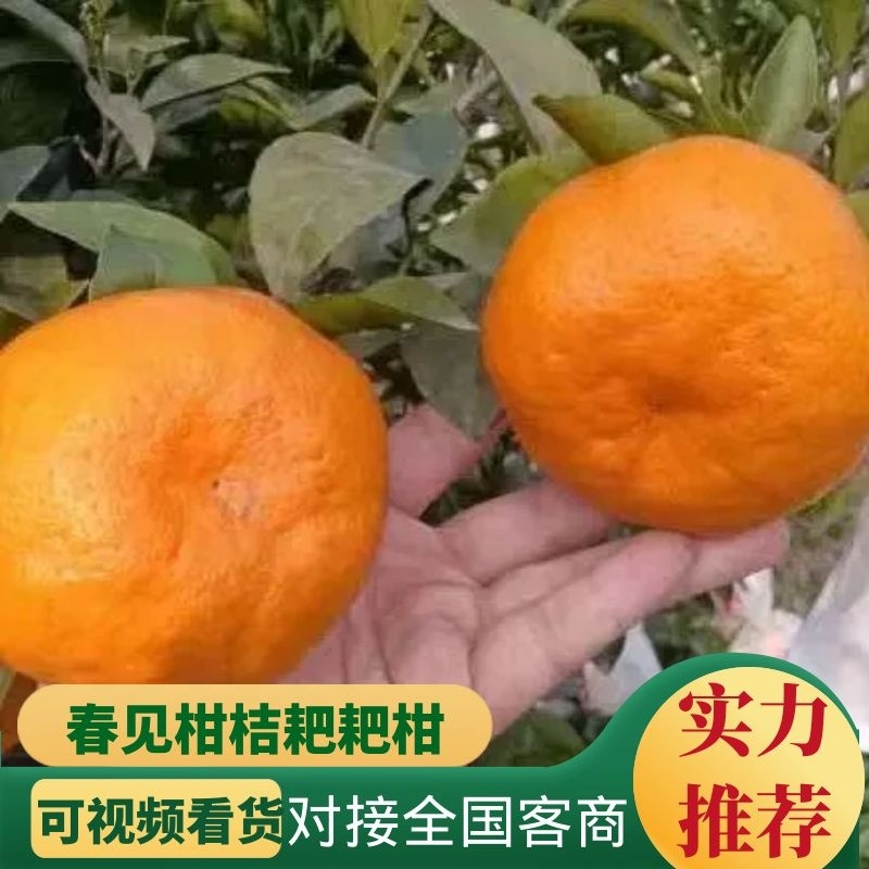 精品春见耙耙柑一手货源量大从优质量保证欢迎咨询