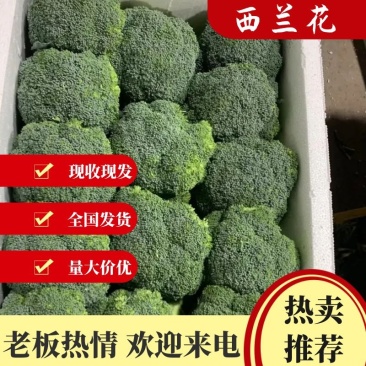 【西兰花】福建西兰花耐寒优秀西兰花大量上市货源稳定