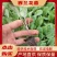西兰花苗越冬品种耐寒优秀西兰花苗抗冻青花菜苗