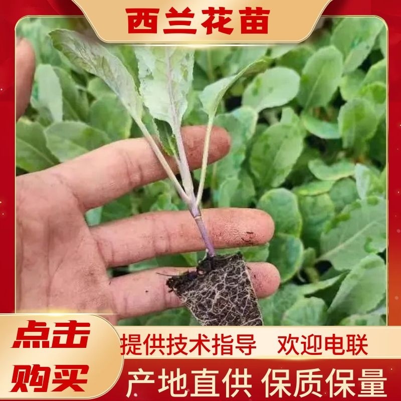 西兰花苗越冬品种耐寒优秀西兰花苗抗冻青花菜苗