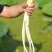 湖北藕带藕尖精品货源口感清脆可持续大量供货价格优惠欢迎采购