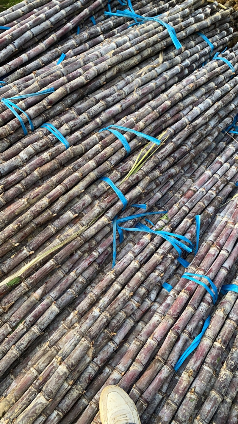 广东黄皮甘蔗大量上市中翁源县产地货源直发价格优惠欢迎采购