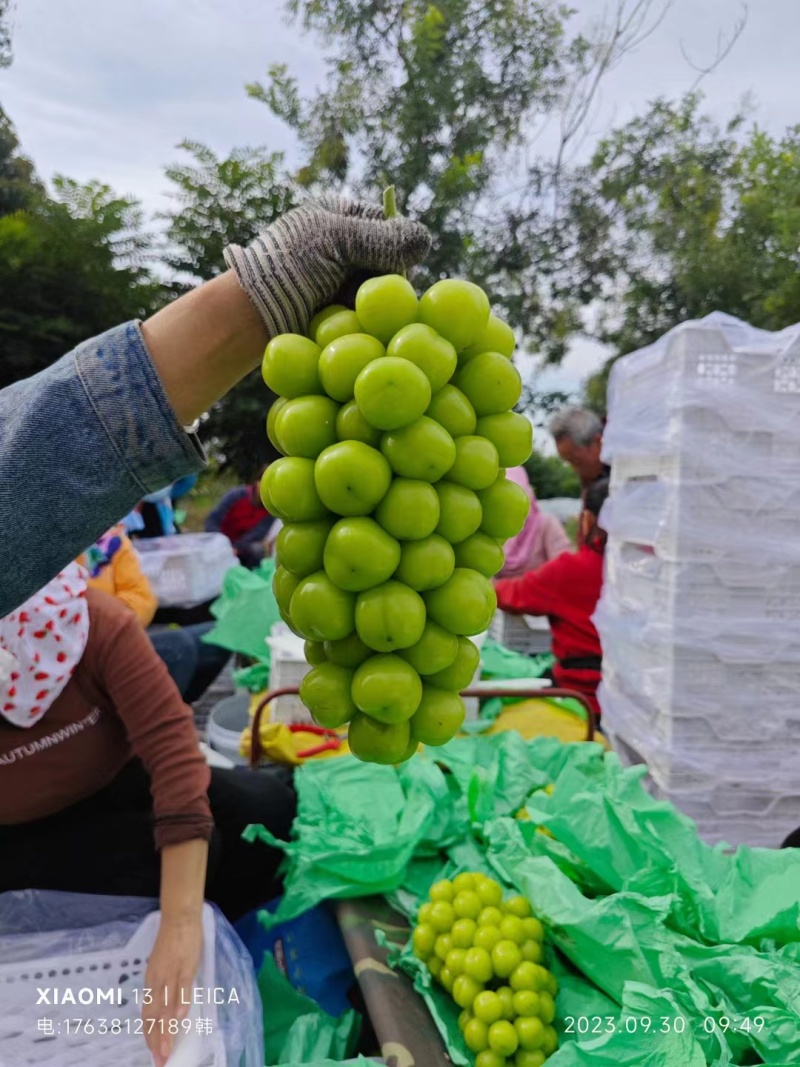 【实力商家】品质阳光玫瑰精品葡萄大量供应果粒均匀糖度高