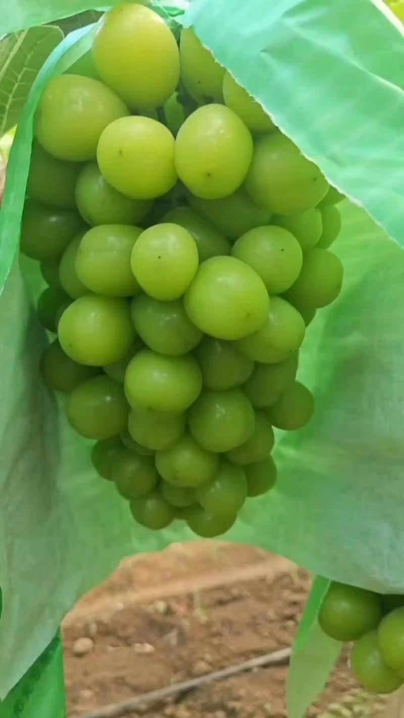 【实力商家】品质阳光玫瑰精品葡萄大量供应果粒均匀糖度高