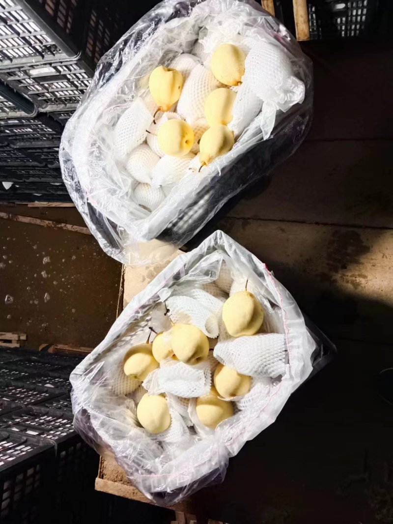 【精品】河北鸭梨脆甜多汁产地发货可远程看货可供商超