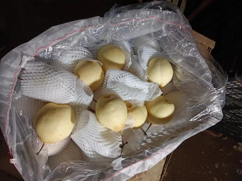 【精品】河北鸭梨脆甜多汁产地发货可远程看货可供商超