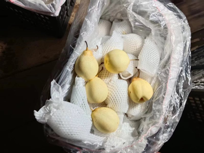 【精品】河北鸭梨脆甜多汁产地发货可远程看货可供商超