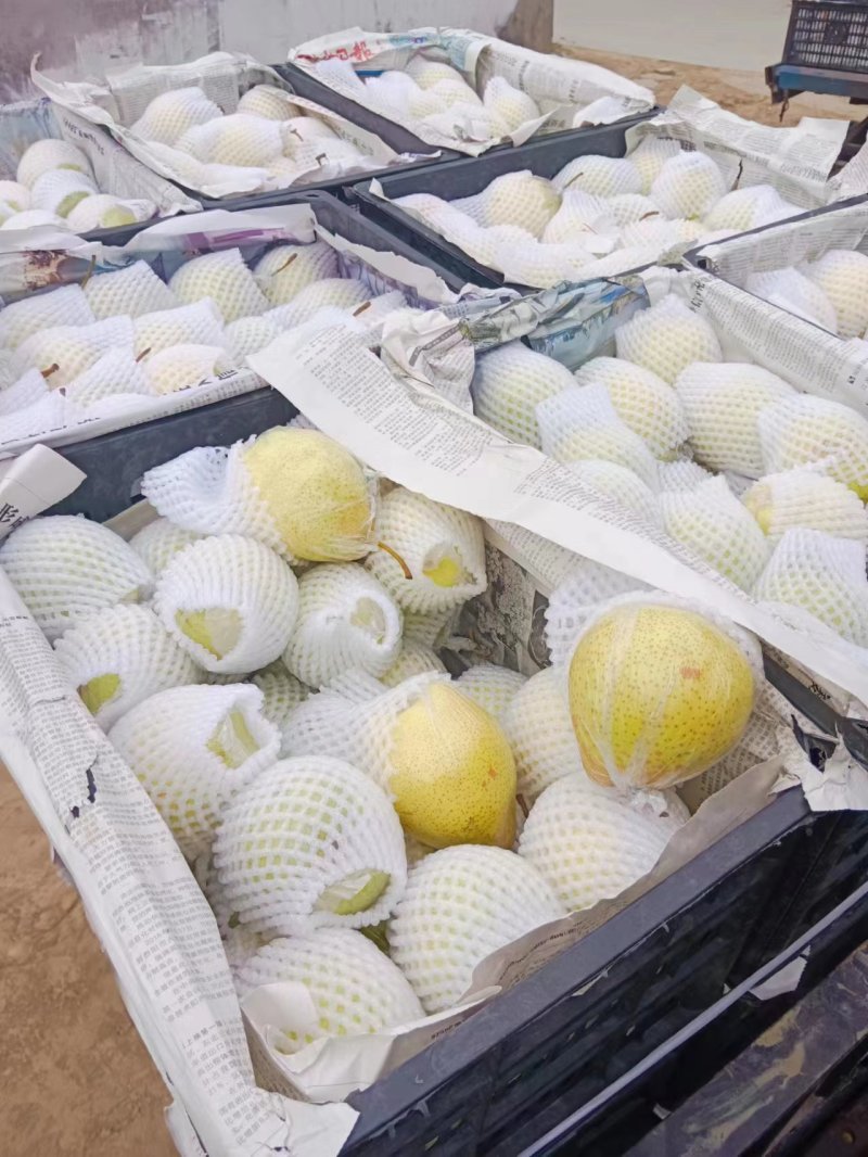 【精品】河北鸭梨脆甜多汁产地发货可远程看货可供商超