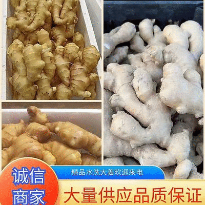 优质大姜水洗姜大黄姜面姜干姜一手货源产地供应欢迎来电