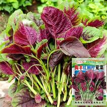红苋菜种子，红圆叶苋菜，耐热耐湿，抗病，长势快，基地专用