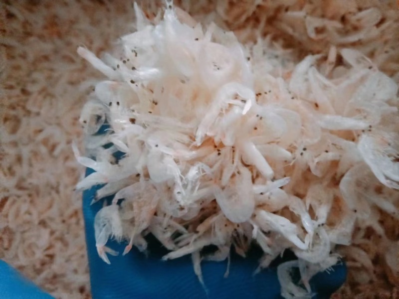 精品虾皮山东滨州产地直发质量保证货源充足口感好工厂