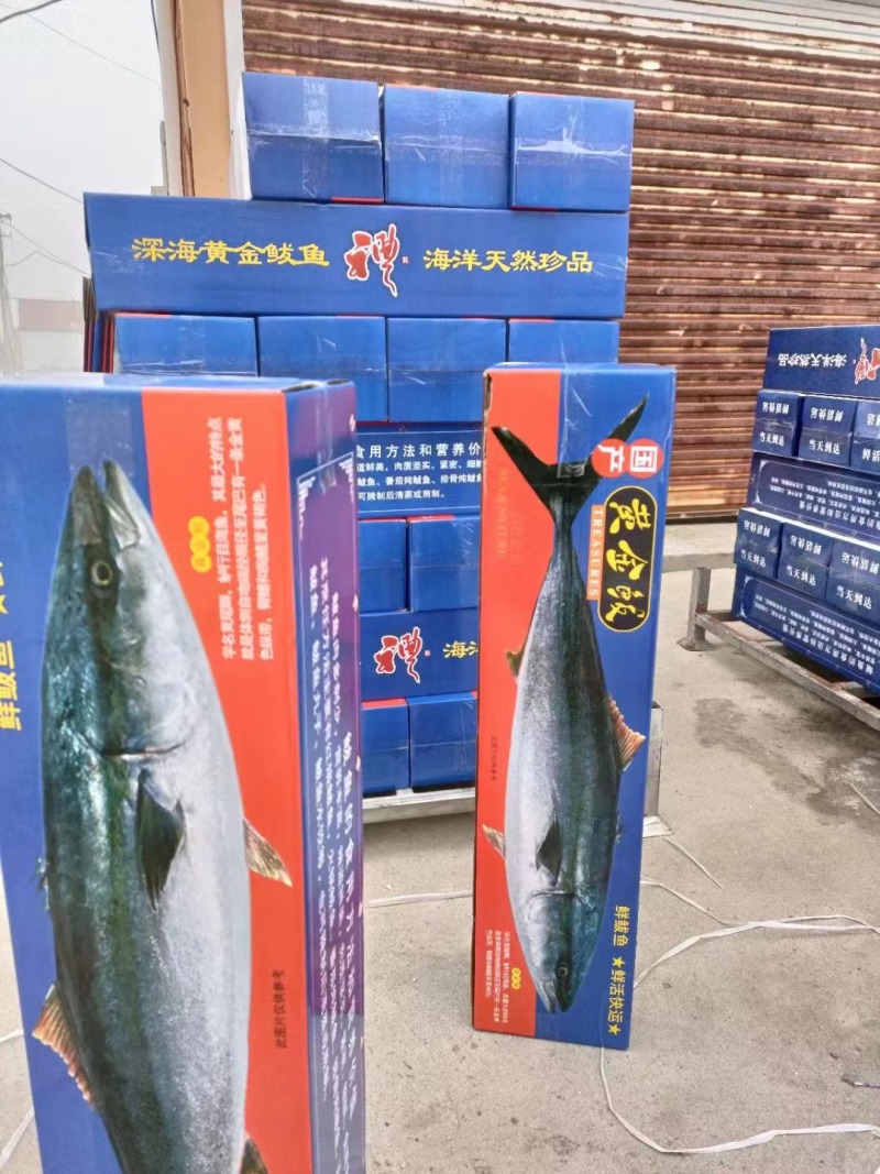 黄金鲅鱼海鱼对接电商一件代发工厂直销社区团购礼品公司福利