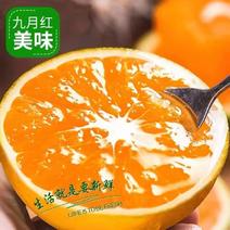 湖北九月红果冻橙品质保障口感甜产地直发可视频看货