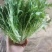昆明苦菊，农场自家百亩种植，支持视频看货