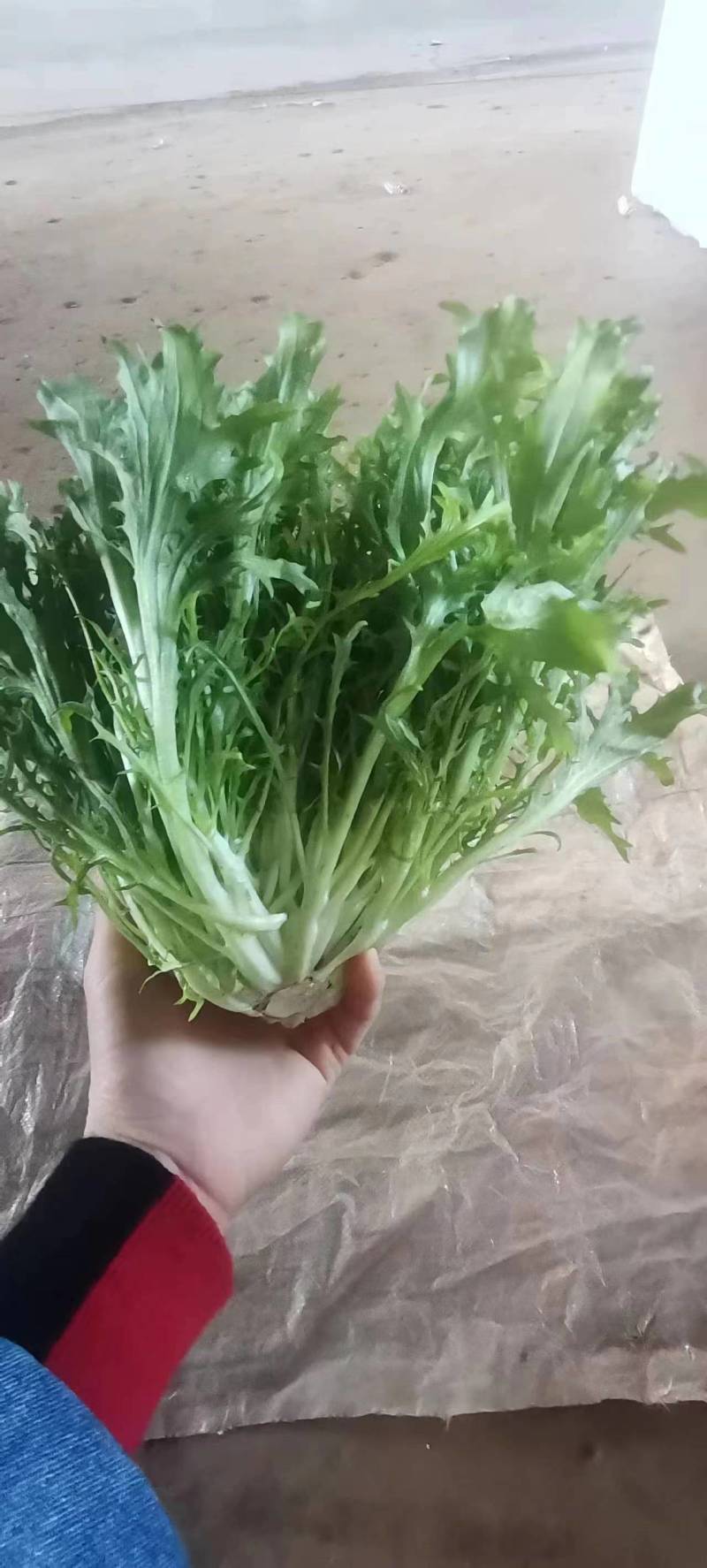 昆明苦菊，农场自家百亩种植，支持视频看货