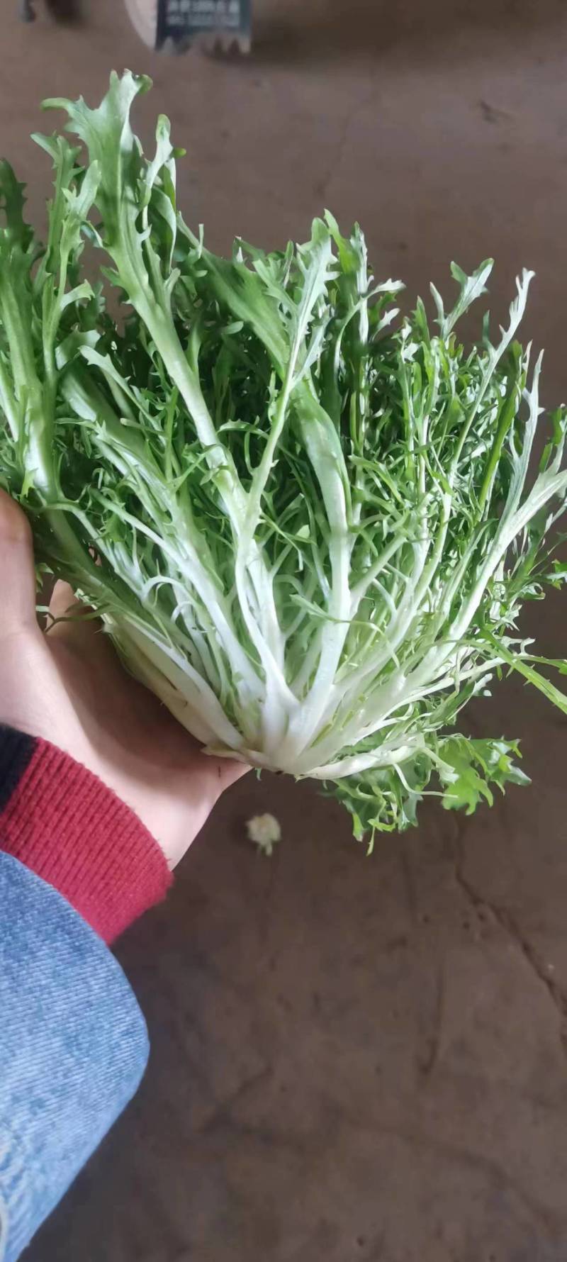 昆明苦菊，农场自家百亩种植，支持视频看货