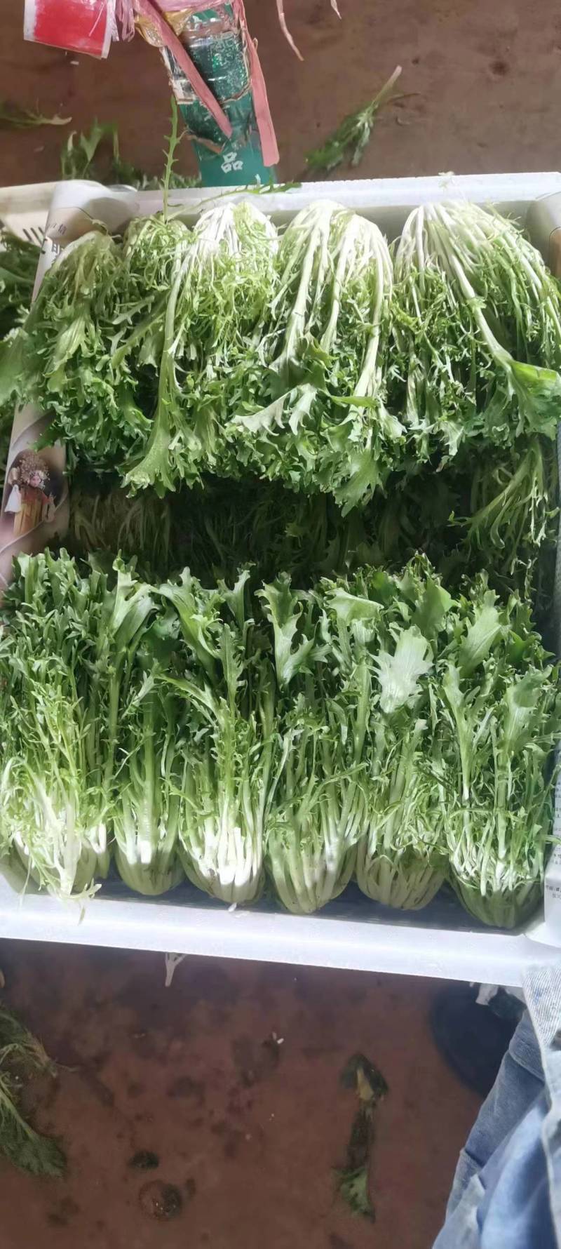 昆明苦菊，农场自家百亩种植，支持视频看货