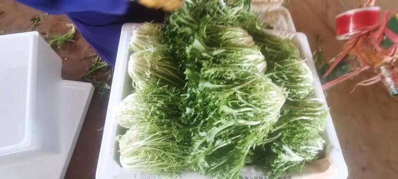 昆明苦菊，农场自家百亩种植，支持视频看货