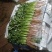 云南昆明精品香菜，价格真实产地直销欢迎咨询