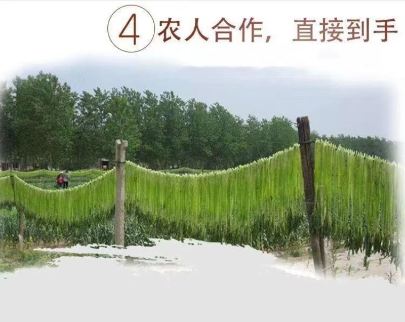 精选云南大理贡菜原产地直达保质保量供应全国市场批发