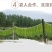 云南大理优质贡菜产地直发货源充足对接各大电商批发商