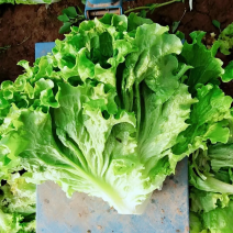 精品生菜产地直发散叶生菜品质好量大从优