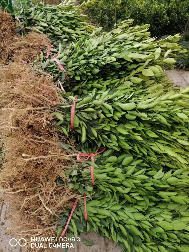 大分四号特早柑橘苗