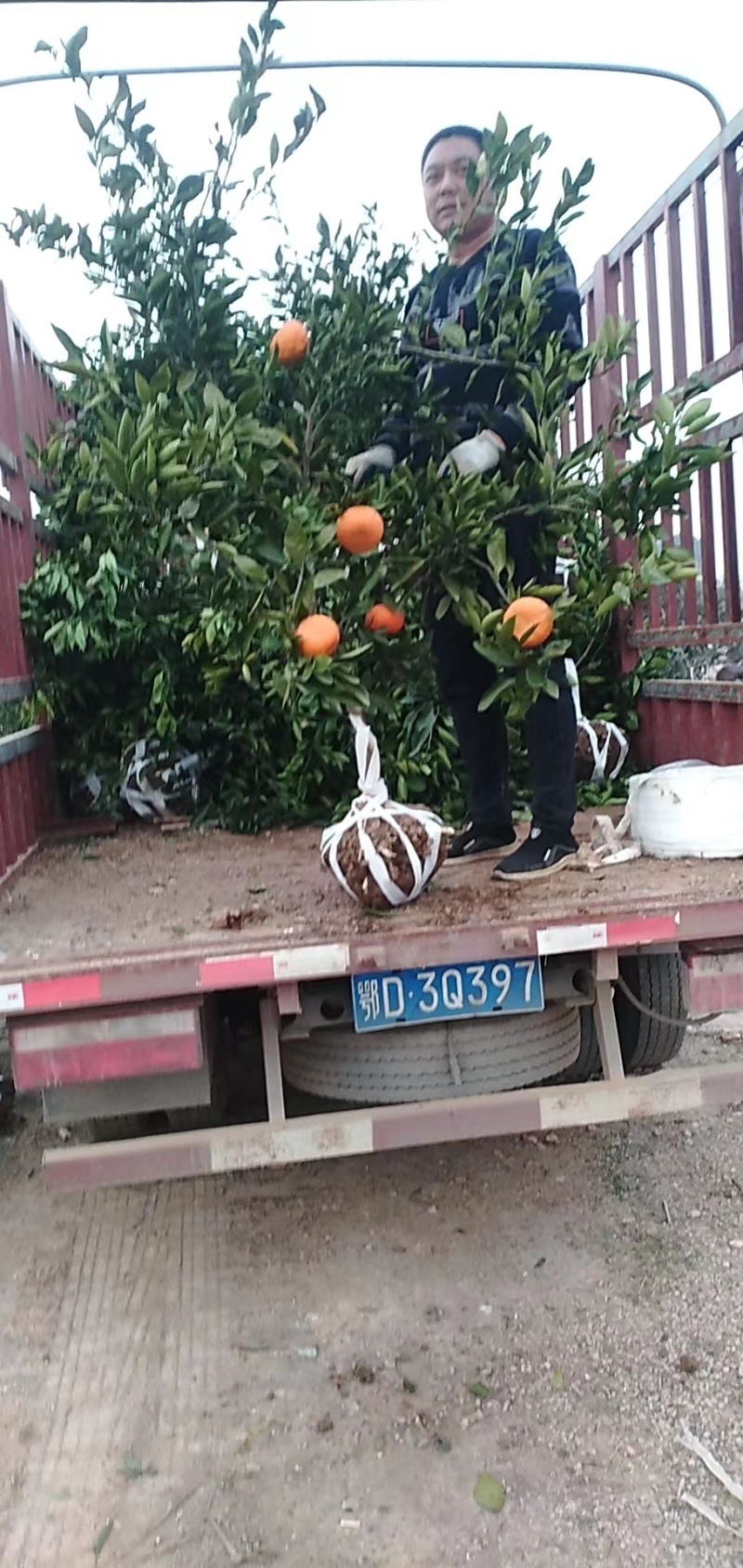 大分四号特早柑橘苗