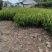 大分四号特早柑橘苗