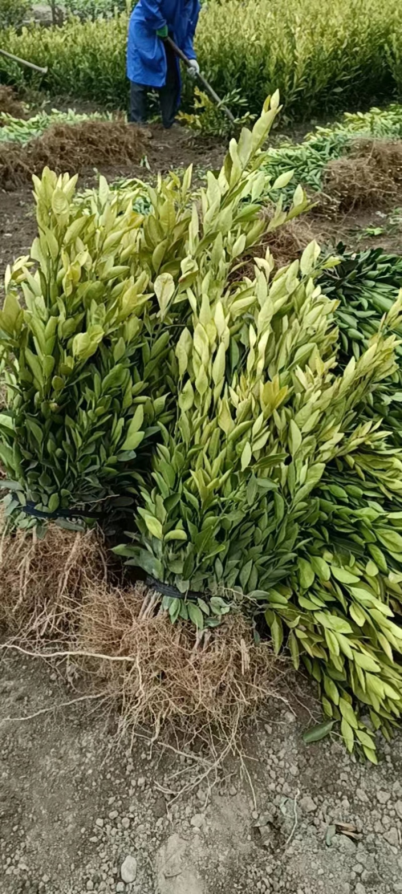 大分四号特早柑橘苗