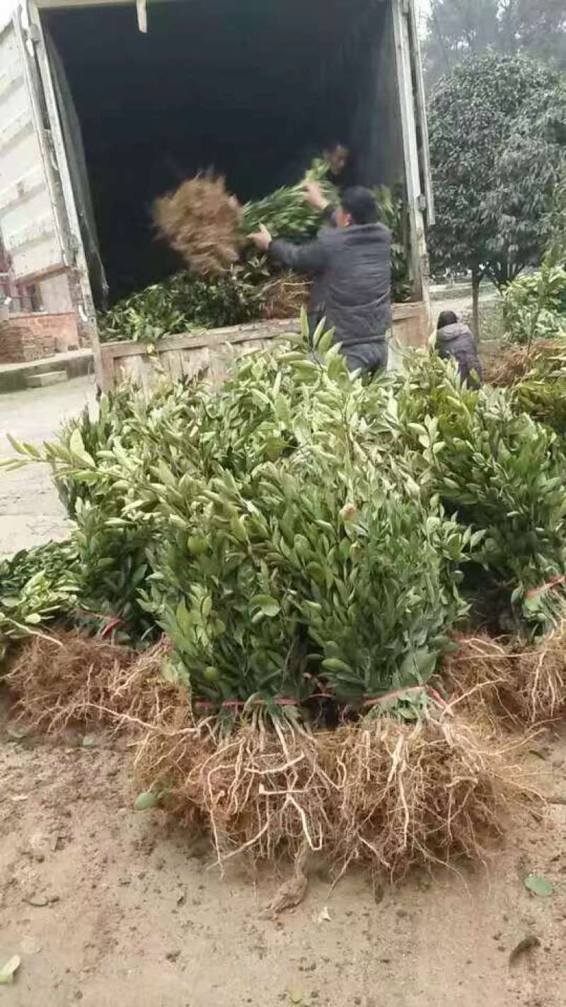大分四号特早柑橘苗