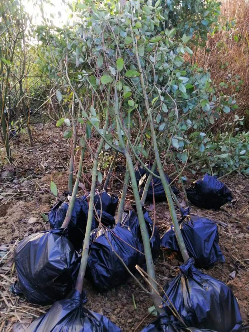 小叶香樟全国可发货欢迎各位老板来电咨询量大从优