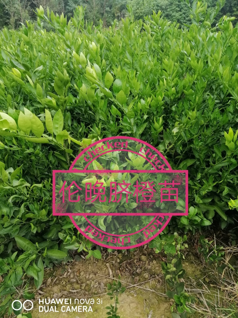 伦晚脐橙苗全国供应产地直发一手货源