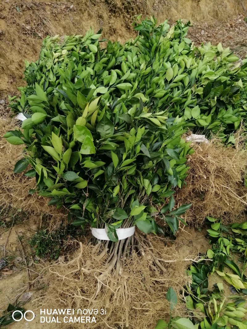 伦晚脐橙苗全国供应产地直发一手货源