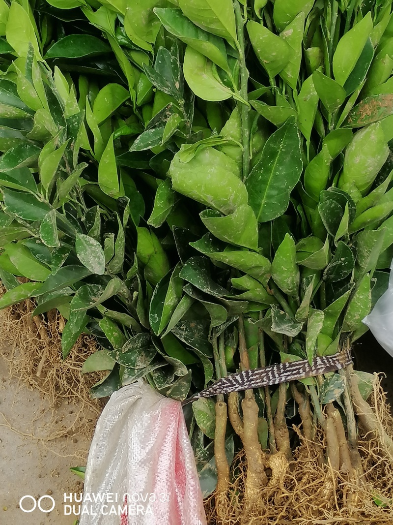 伦晚脐橙苗全国供应产地直发一手货源