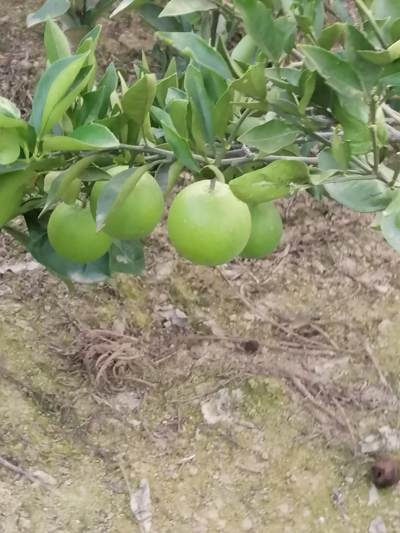 伦晚脐橙苗全国供应产地直发一手货源