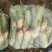 【实力】青萝卜河南平顶山萝卜一手货源产地直发