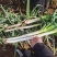 河南南阳长白大葱毛葱大量有货欢迎联系量大从随行就市