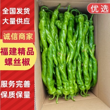 螺丝椒鲜辣椒福建精品螺丝椒产地直发对接电商市场商超
