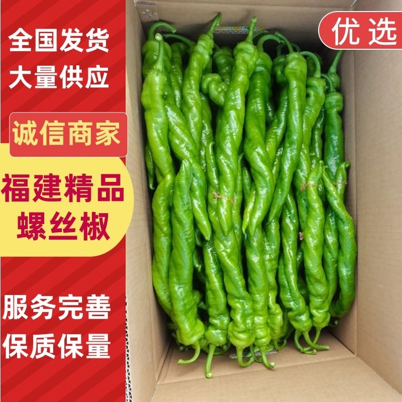螺丝椒鲜辣椒福建精品螺丝椒产地直发对接电商市场商超