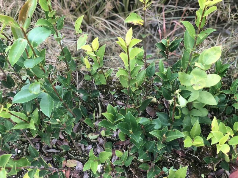 湖南精品湘林油茶苗诚信经营成活率高各种规格齐全欢迎来电