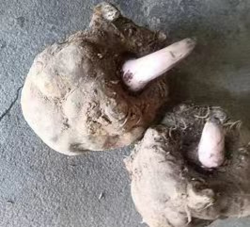 湖北精品魔芋大量供货，货源充足稳定，规格多样可选量大从优