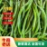 精品线椒新苗线椒鲜辣椒产地发货市场商超电商加工厂