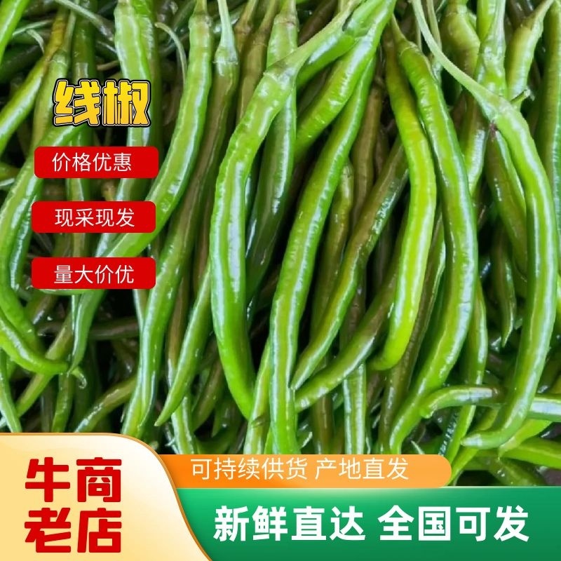 精品线椒新苗线椒鲜辣椒产地发货市场商超电商加工厂
