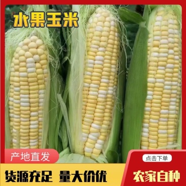 【超标货】金银双色水果玉米，源头货源，欢迎来电咨询