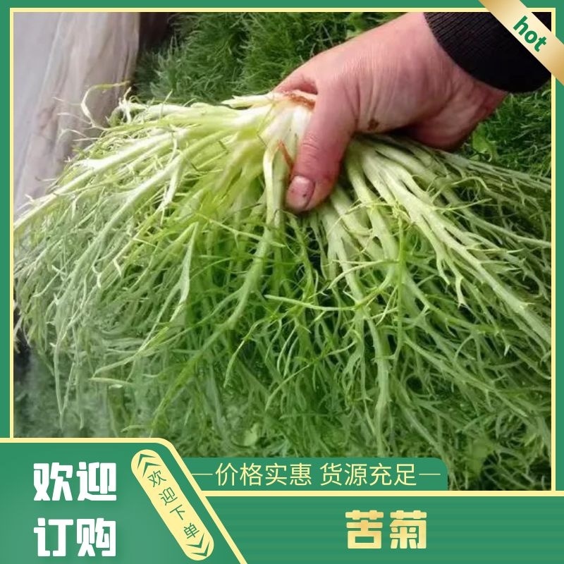 昆明苦菊，农场自家百亩种植，支持视频看货