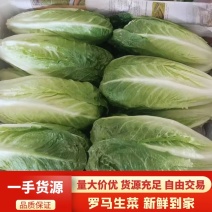 云南精品罗马生菜，价格美丽，品质有