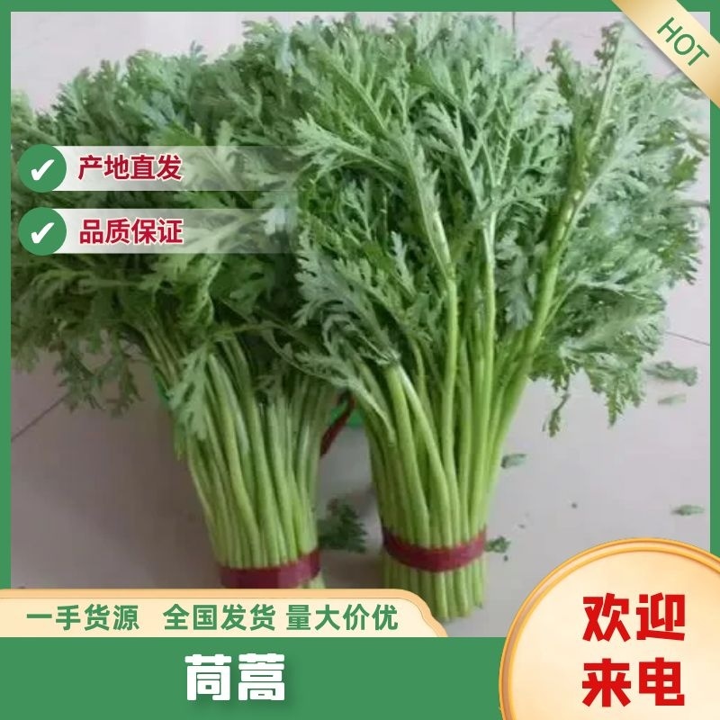 云南晋宁区精品茼蒿，百亩种植基地，品质保证，欢迎选购