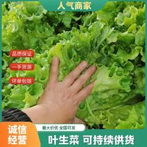 云南精品叶生菜，自家基地种植品质保证支持视频