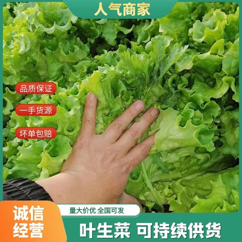 云南精品叶生菜，自家基地种植品质保证支持视频看货